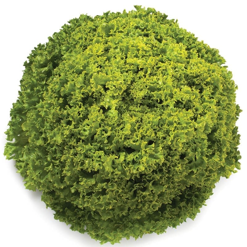 YEŞİL LOLOROSSO MARUL